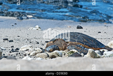 Questa tartaruga di mare è in appoggio sulla spiaggia di sabbia bianca di una spiaggia tropicale, con l'oceano sullo sfondo. Foto Stock