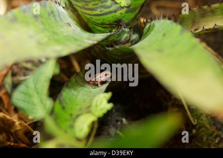 Phantasmal veleno (rana Epipedobates tricolore) a Randers Regnskov Zoo, Danimarca Foto Stock