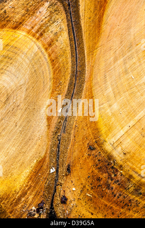 I disegni creati su log tagliato a pezzi in una pila di registro su Wimbledon Common, Londra,UK Foto Stock