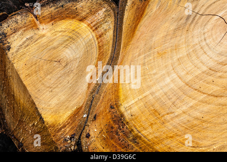 I disegni creati su log tagliato a pezzi in una pila di registro su Wimbledon Common, Londra,UK Foto Stock