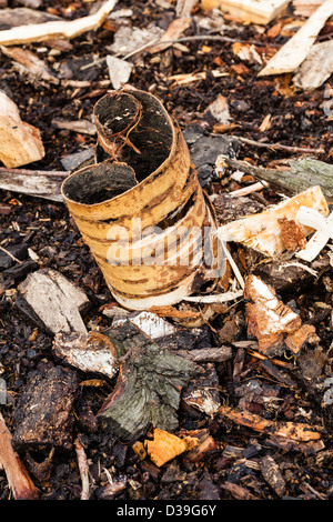 I disegni creati su log tagliato a pezzi in una pila di registro su Wimbledon Common, Londra,UK Foto Stock