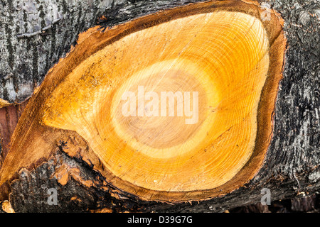 I disegni creati su log tagliato a pezzi in una pila di registro su Wimbledon Common, Londra,UK Foto Stock