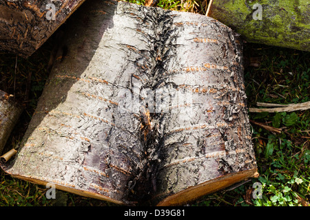 I disegni creati su log tagliato a pezzi in una pila di registro su Wimbledon Common, Londra,UK Foto Stock