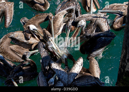 Pellicano marrone (Pelecanus occidentalis) gregge in lotta per un pesce da un molo a Monterey, California, Stati Uniti d'America in luglio Foto Stock