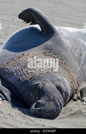 Northern guarnizione di elefante (Mirounga angustirostris) maschio in appoggio a PIEDRAS BLANCAS rookery nei pressi di San Simeone, California nel luglio Foto Stock