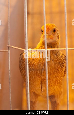 Un pollo guardando fuori delle barre di una gabbia a un paese mostrano di pollame Foto Stock
