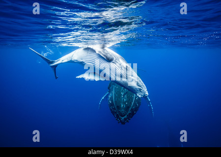 Humpback balene nuotare sott'acqua Foto Stock