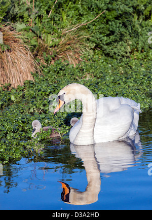 Una penna, Cigno veglia su i suoi due pulcini come alimentazione tra il Crescione acquatico sul fiume Avon. Foto Stock