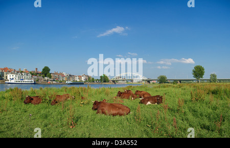 Le mucche in un tipico paesaggio Olandese di fronte alla città olandese di Deventer Foto Stock