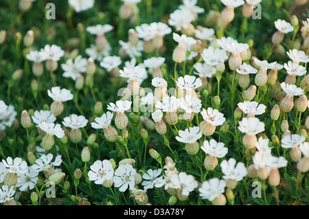 White campion - Silene latifolia Foto Stock