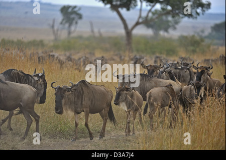 Gnu (o GNU, wildebeests o wildebai, gnu) Allevamenti di teh vaste pianure del Masai Mara, Kenya, Africa Foto Stock