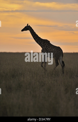 Giraffe Masai o Maasai Giraffe a scenic praterie del Masai Mara al tramonto Foto Stock