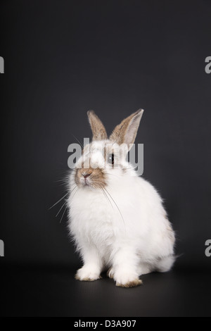 Coniglietto bianco davanti a uno sfondo nero, studio shot Foto Stock