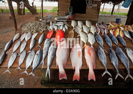 Stallo stradale la vendita di una varietà di pesce fresco in Mirissa, nel sud dello Sri Lanka. Foto Stock