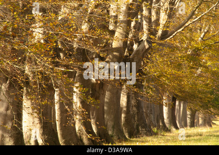 Riga di comune faggi [Fagus sylvatica] in avenue a Kingston Lacy sulla B3082 tra Wimborne Minster e Blandford, Foto Stock