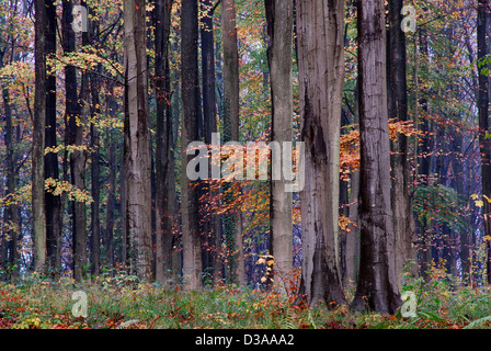 Gli alti fusti diritti di faggi Foto Stock