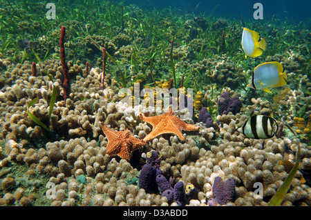 Underwater una colorata barriera corallina con stelle marine, tubo di spugne e pesci tropicali, Mar dei Caraibi Foto Stock