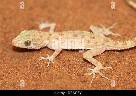 Rough-tailed Bowfoot Gecko scabrum Cyrtopodion Foto Stock