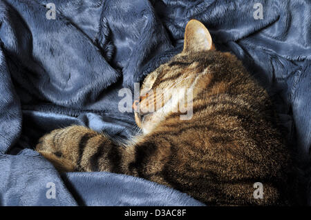 Con forte pioggia e vento forte conquistando tutto il Galles occidentale, Bryn - Un bambino di cinque anni, tabby cat - burrows in una coperta per evitare il tempo nel mese di febbraio. Aberystwyth, Wales, Regno Unito - 13-Feb-2013 Foto Stock