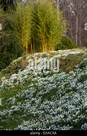 Snowdrops moquette una banca contro uno sfondo di bambù, Phyllostachys, Febbraio 2013 Foto Stock