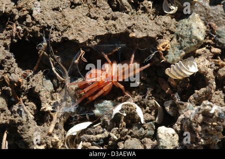 Woodlouse ragno femmina (Dysdera crocata: Dysderidae) nella sua tana con resti di scheletri woodlouse sotto una pietra, REGNO UNITO Foto Stock