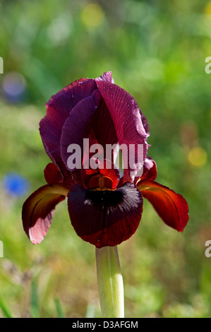 Iris atropurpurea, endemica per il popolo israeliano centrale piano costiero Foto Stock