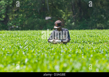 Il Charleston Tea Plantation si trova sulla storica Wadmalaw isola nel cuore del Lowcountry della Carolina del Sud. Foto Stock