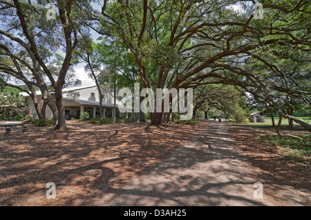 Il Charleston Tea Plantation si trova sulla storica Wadmalaw isola nel cuore del Lowcountry della Carolina del Sud. Foto Stock