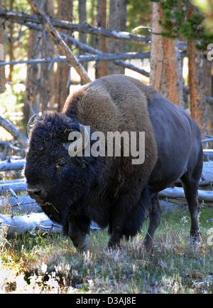 Bisonti americani,American buffalo, Buffalo è North American specie di bison, animale,bison,buffalo, Foto Stock