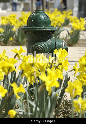 Green idrante di fuoco circondato da Yellow Daffodils Washington, D.C. Stati Uniti d'America, Foto Stock