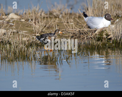 Ruff in piedi in acqua Foto Stock