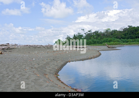 La sirena del fiume e estuario per oceano pacifico sulla penisola di Osa al Corcovado National Park in Costa Rica Foto Stock