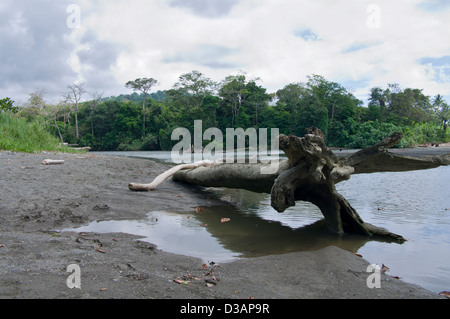 La sirena del fiume e estuario per oceano pacifico sulla penisola di Osa al Corcovado National Park in Costa Rica Foto Stock