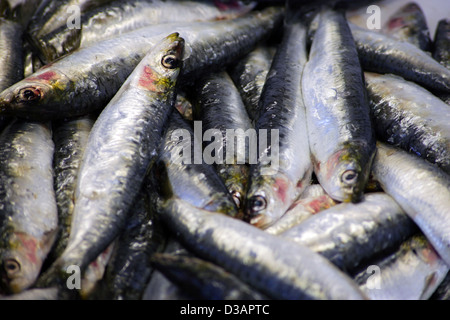 Lacanau, Francia, sarde fresche al mercato Foto Stock