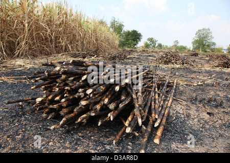 Bruciato e raccolte di canna da zucchero in attesa di raccolta a n Nakorn Ratchasima provincia, Thailandia Foto Stock