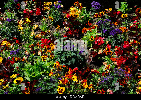 Giardino italiano area di sezione Giardini Butchart Brentwood Bay Victoria British Columbia Canada lettiera fiori pansies Foto Stock