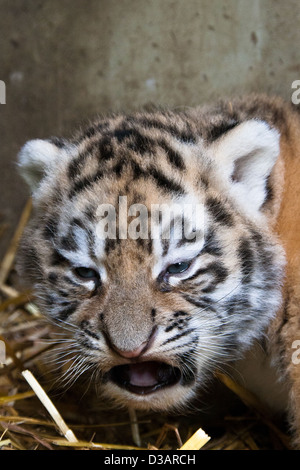 Captive di Amur tigri nel Kent, Regno Unito Foto Stock