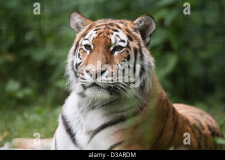 Captive di Amur tigri nel Kent, Regno Unito Foto Stock