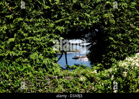 Tagliata di hedge visualizzazione finestra attraverso Brentwood Bay giardino giapponese butchart gardens victoria Vancouver Island in Canada Foto Stock