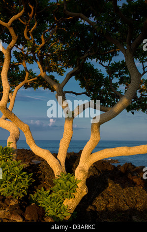 Eliotropio alberi con la prima luce e oceano. La Big Island delle Hawaii. Foto Stock