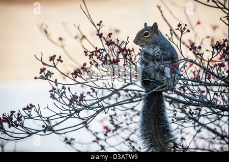 Scoiattolo solitario godendo di una festa di bacche rosse in un albero di Corniolo. Foto Stock