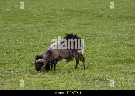 Selvatica Soay pecore sull isola di Hirta in St Kilda arcipelago, Foto Stock