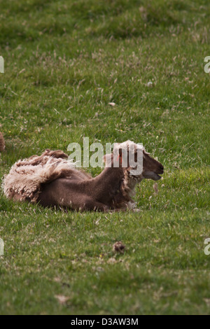 Selvatica Soay pecore sull isola di Hirta in St Kilda arcipelago, Foto Stock