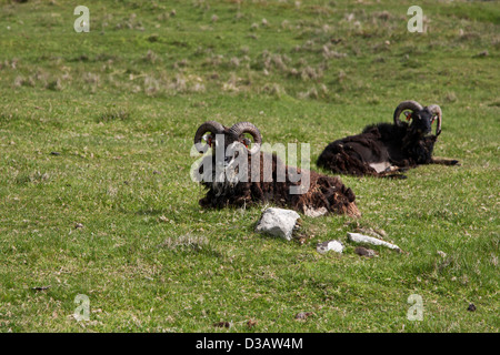 Selvatica Soay pecore sull isola di Hirta in St Kilda arcipelago, Foto Stock