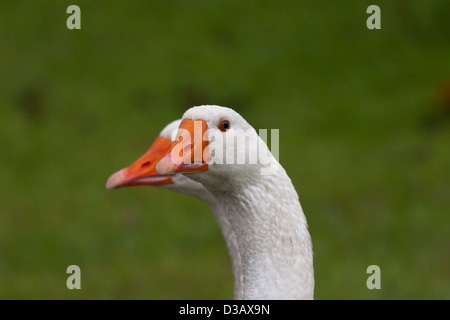 Oche goose profilo bianco vicino la coppia di uccelli Foto Stock