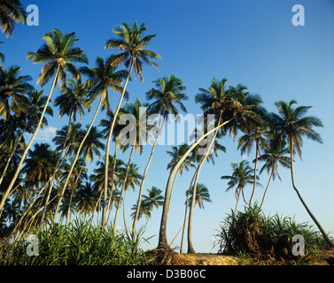 Sri Lanka, South Coast, palme da cocco in Hikkaduwa Beach Foto Stock