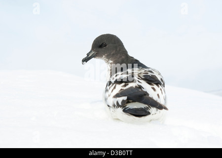 Il piccione del capo seduto su una pista da sci in Antartide. Foto Stock