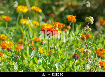 Fiore giallo close-up. calendula (Calendula officinalis) fiel Foto Stock