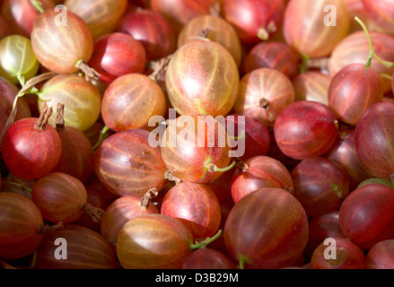 Rosso fresco Ribes, berry sfondo Foto Stock