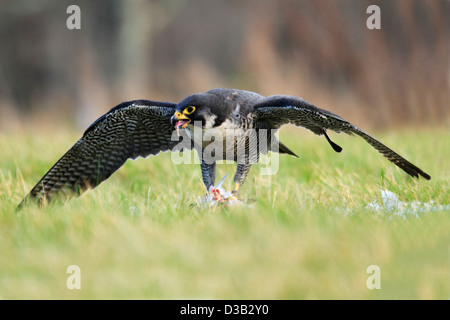 Falco pellegrino nelle Highlands scozzesi Foto Stock